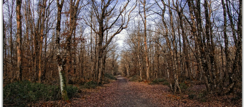 balade en forêt de Bouconne