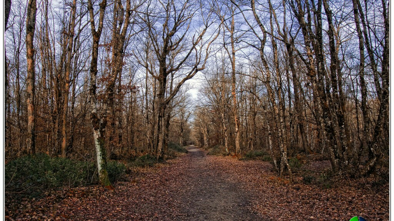 balade en forêt de Bouconne