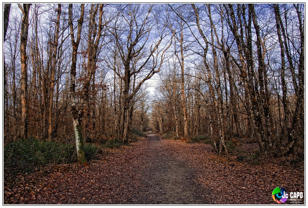bouconne foret pujaudran.jpg