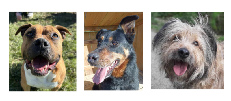 Les trois demoiselles de la semaine, Niska, Ziya et Ondine