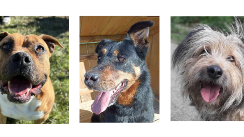Les trois demoiselles de la semaine, Niska, Ziya et Ondine