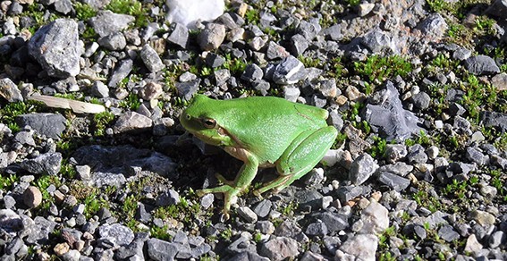 grenouille (002).jpg