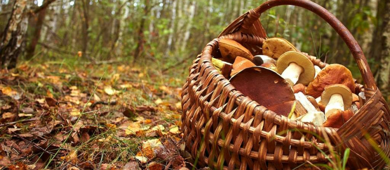 La guerre des champignons!