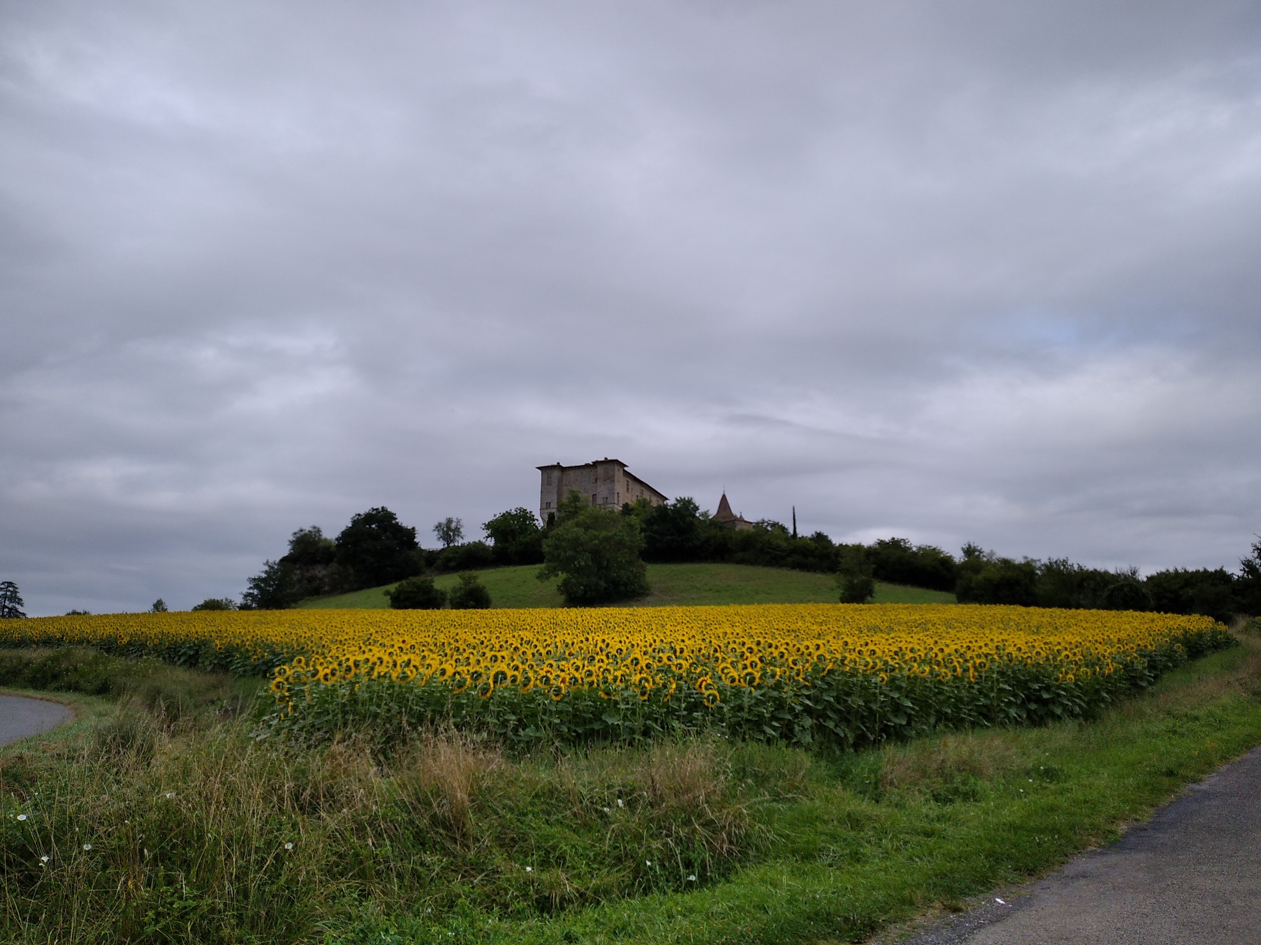 tournesols Lavardens cop MSB-Pass'enGers (3).jpg