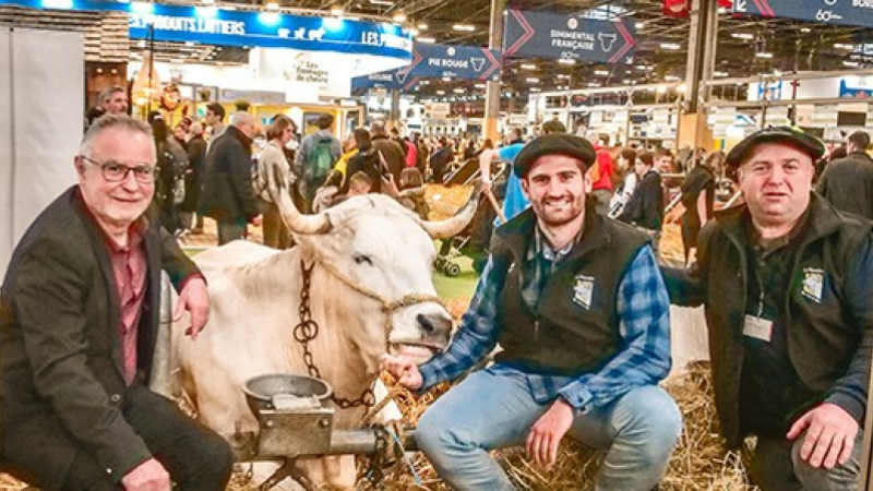 La Mirandaise, une race locale du Gers désormais recherchée pour la qualité de sa viande