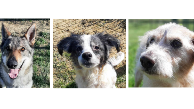 A la une cette semaine, la belle Maiyun et deux adoptions SOS, Shiva et Noupi !