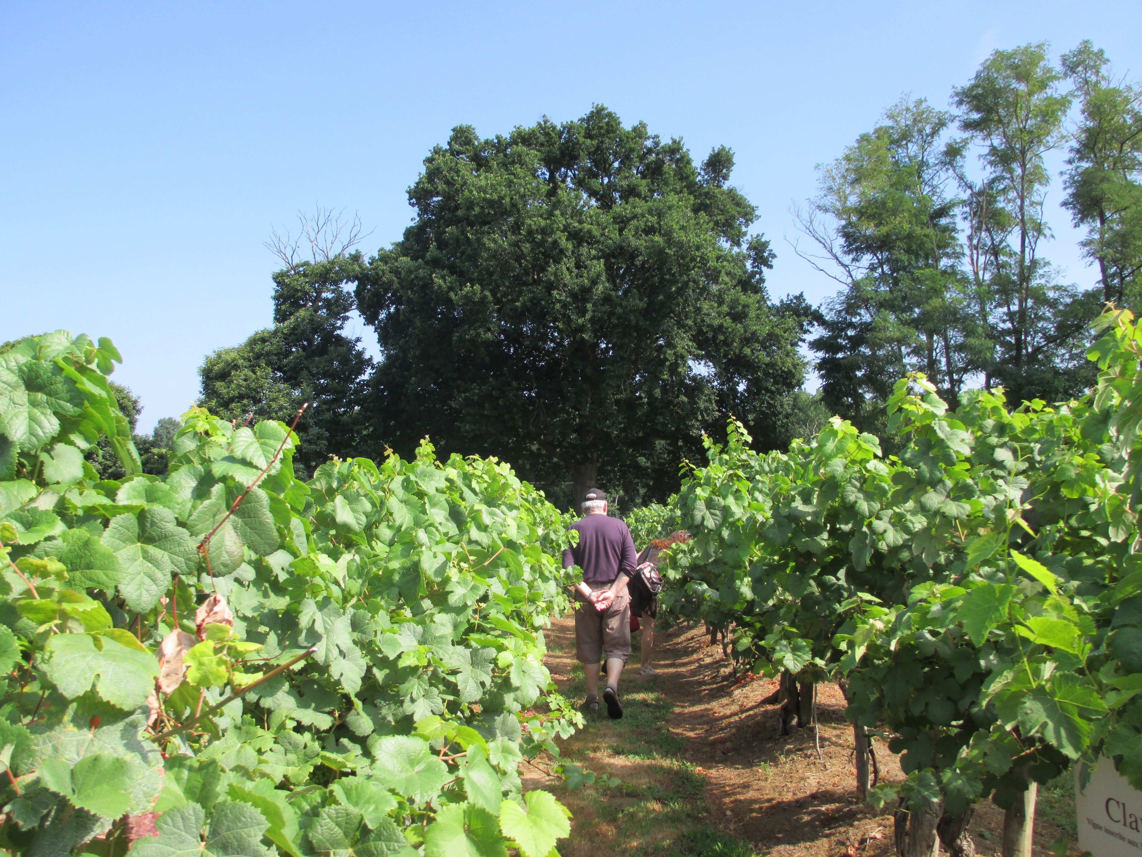 vignoble ISMH cop MSB-Pass'enGers.JPG