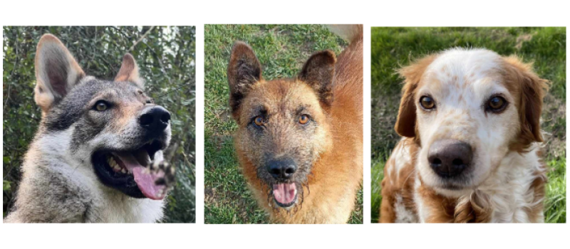 Deux jeunes chiens et un doyen à la une cette semaine !