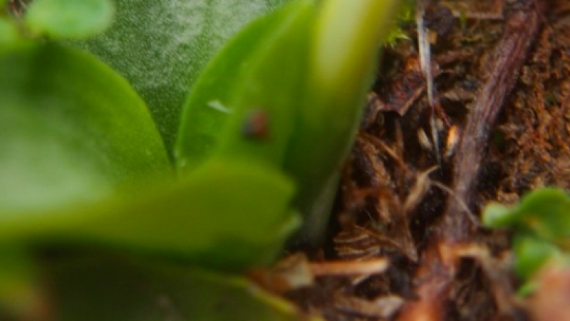 CPIE Gersois : Tout sur la permaculture