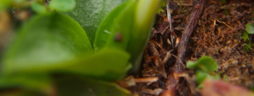 permaculture_bandeau-845x321.jpg