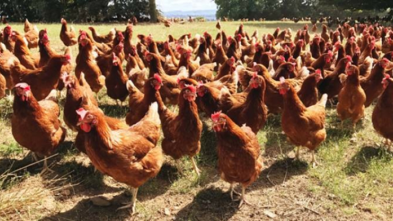 Sauvetage de poules !
