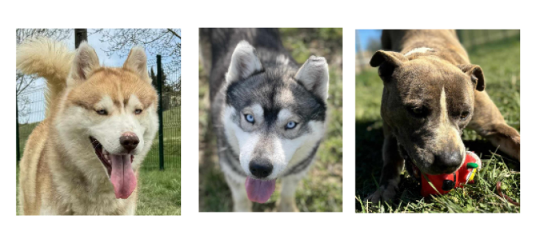 Deux beaux Huskys siberiens et le magnifique Tarzan cette semaine !