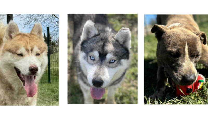 Deux beaux Huskys siberiens et le magnifique Tarzan cette semaine !