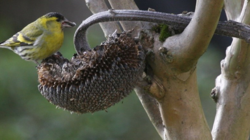 A la recherche de l’arbre nourricier...