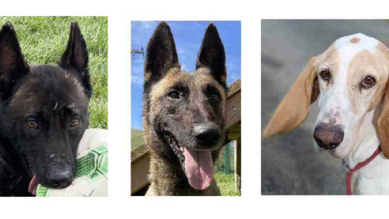Rex et Roxy, deux Malinois Lof et Ringo, un Porcelaine, sont les stars de la semaine !