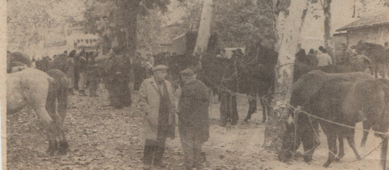 Foires aux chevaux : des histoires de chevaux rétifs...