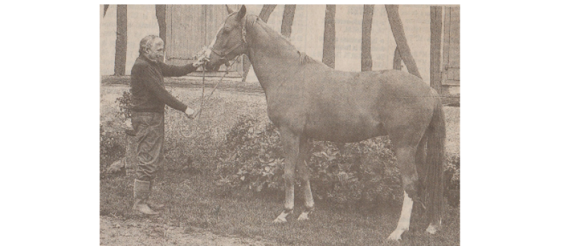 Fête du cheval : "Faire du cheval, c'est d'abord l'aimer"...
