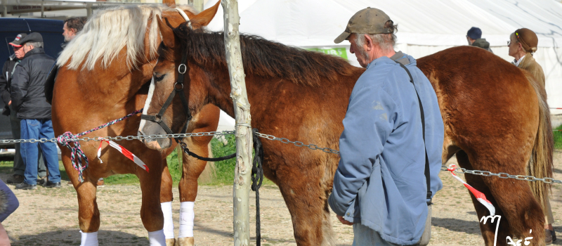 La fête du cheval, c'est samedi prochain !