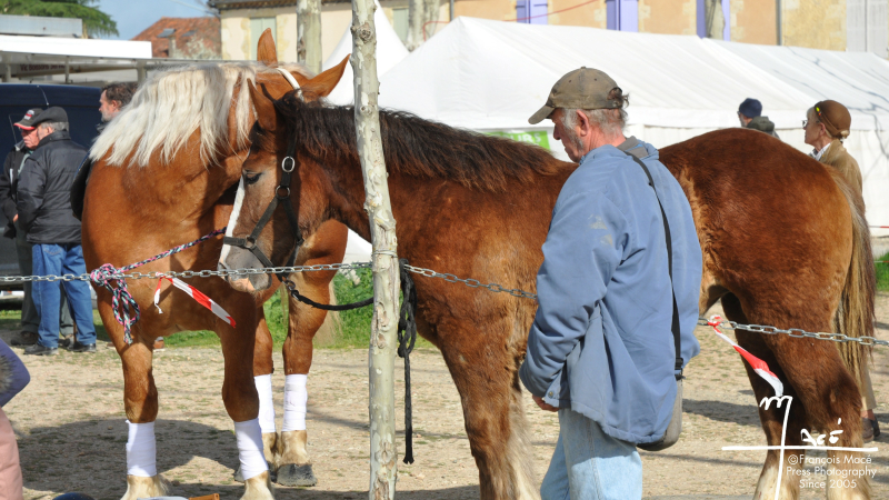 La fête du cheval, c'est samedi prochain !