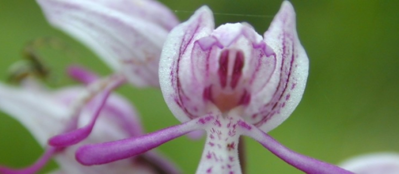 Fête de l'Orchidée : découverte des orchidées sauvages sur les coteaux de Saint-Arailles le 1er mai