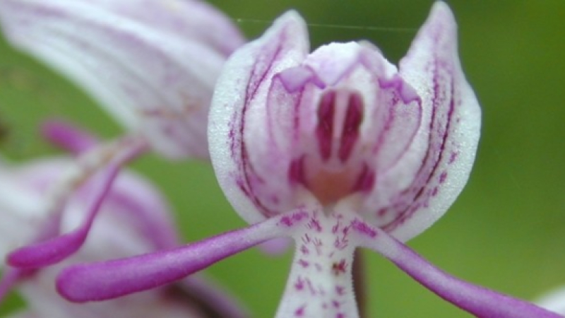 Fête de l'Orchidée : découverte des orchidées sauvages sur les coteaux de Saint-Arailles le 1er mai