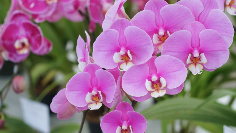 "Journée fleurs" de l'ADMR sur le marché