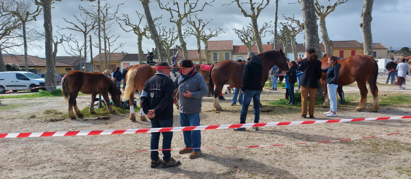 La fête du cheval sur DFM 930 mercredi !