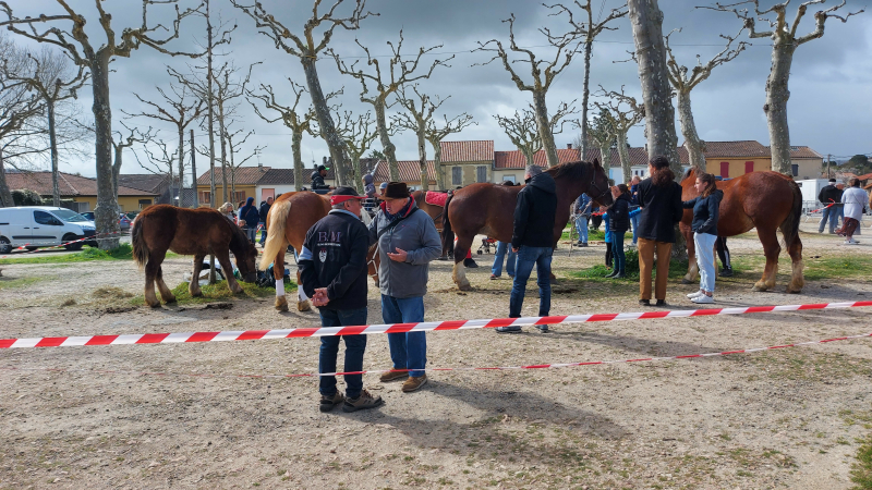 La fête du cheval sur DFM 930 mercredi !