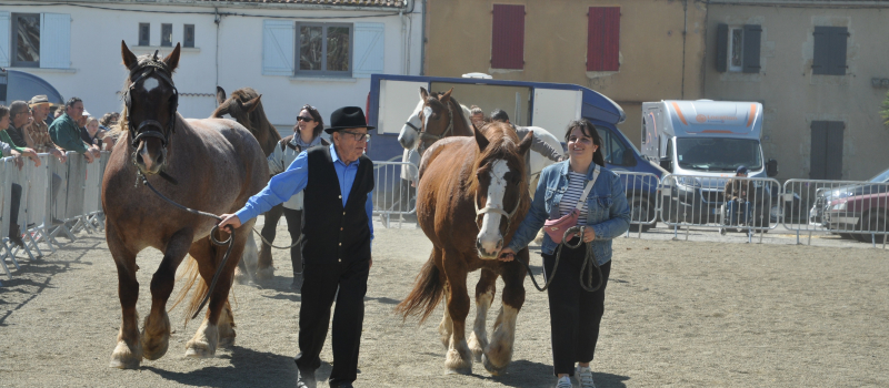 50e foire aux chevaux: belle réussite de la nouvelle formule!