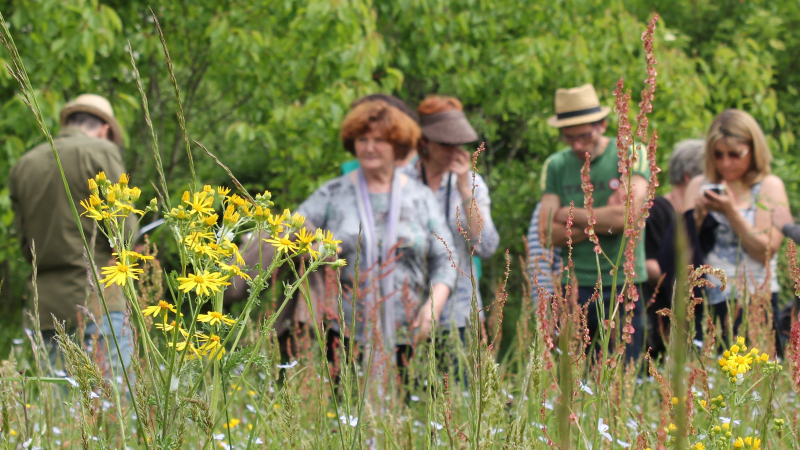 A Moncassin pour (re)découvrir les pollinisateurs