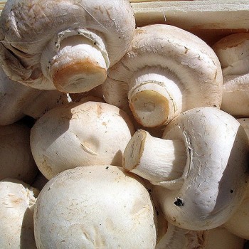 Champignons-Paris-blancs-coupes.jpg