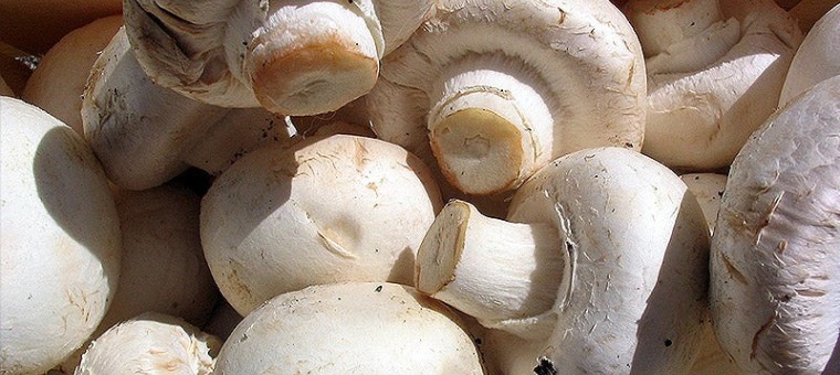 Champignons-Paris-blancs-coupes.jpg