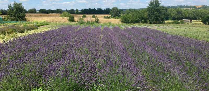Portes ouvertes au Domaine d'Elusa sur DFM 930 mercredi !