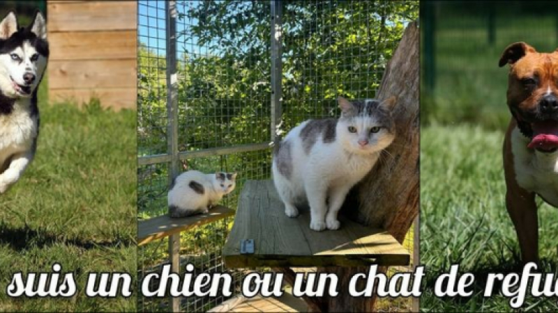 Journée nationale de l'adoption des animaux en refuge