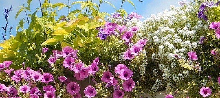 petunias-688169_640.jpg