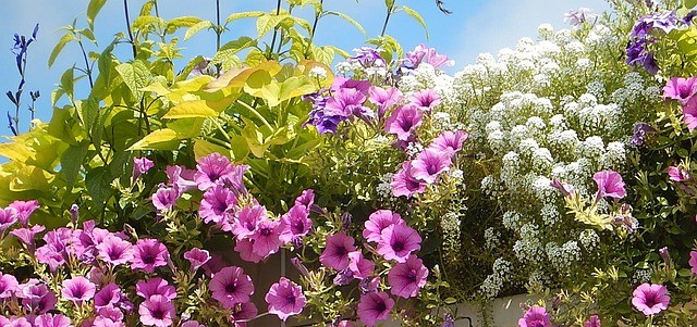 petunias-688169_640.jpg