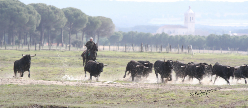Feria 2024 : focus sur la novillada du samedi matin