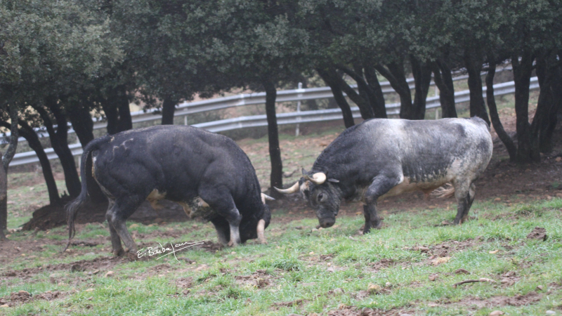 Feria del Toro 2024 lundi : novillada non piquée à 11 h et Los Maños à 17 h