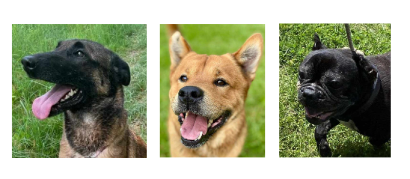 Les trois nouveaux venus de la semaine, Roxanne, Big Chow et Marley !