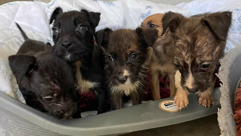 Cinq chiots abandonnés sur une aire de repos : la colère de la SPA