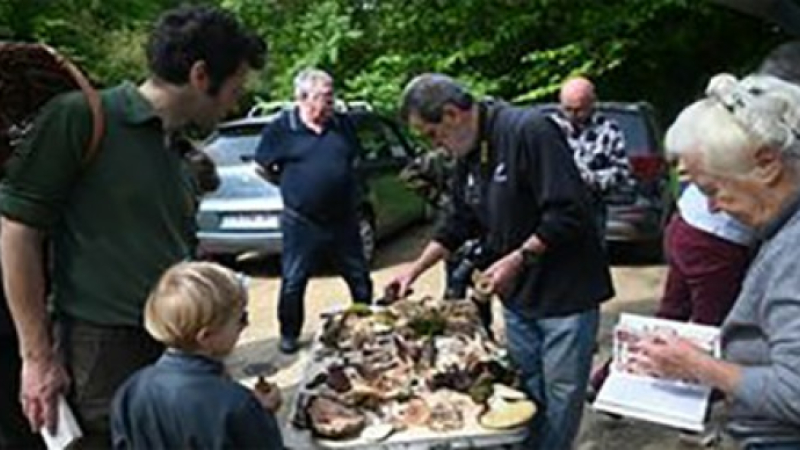 Les champignons étaient au rendez-vous