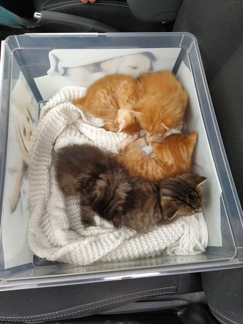 Aussitôt protégés du froid par une écharpe