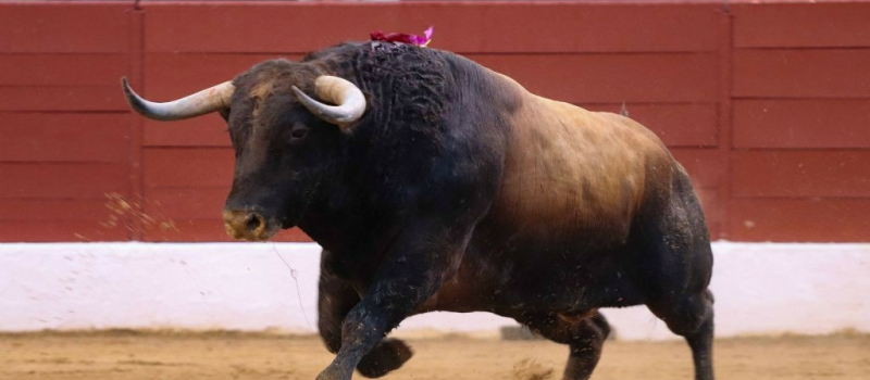 Feria del toro 2024 : un drone sur les arènes Joseph Fourniol avec André Cabannes aux manettes