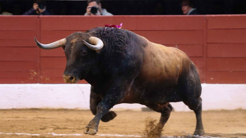 Feria del toro 2024 : un drone sur les arènes Joseph Fourniol avec André Cabannes aux manettes
