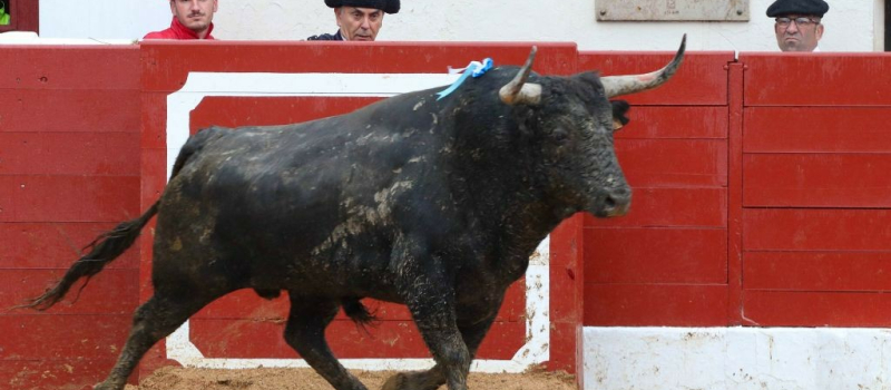 Feria del toro 2024 : deux corridas d'anthologie le dimanche