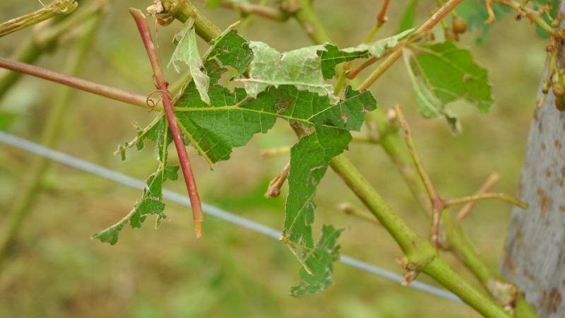 Intempéries printemps 2023 : indemnisation des pertes de fonds des calamités agricoles