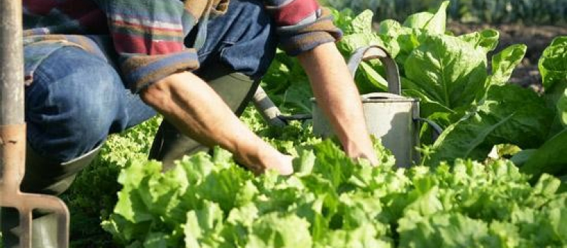La Semaine de la Bio revient en Occitanie du 8 au 15 juin 2024 !