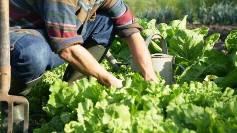 La Semaine de la Bio revient en Occitanie du 8 au 15 juin 2024 !