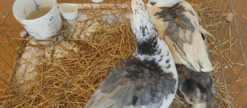 exposition-vente d'animaux de basse-cour avec la SACCOG
