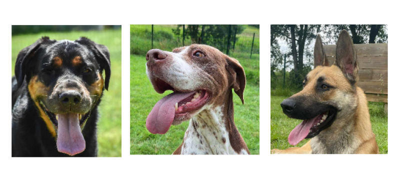 Les derniers arrivés à la SPA : Isis, Iska et Buzz !